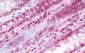 LTA4H / LTA4 Antibody (clone 9G8)